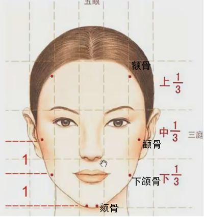 人体骨骼结构参考笔记